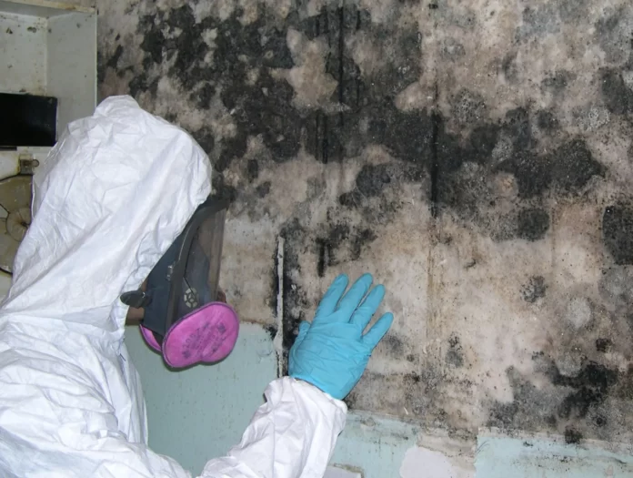 professional mould removal Sydney professional mould removal Sydney