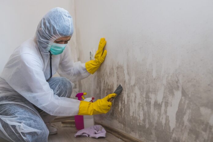 mould experts Sydney mould experts Sydney