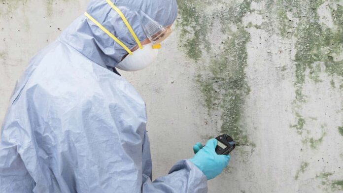 mould treatment sydney mould treatment sydney